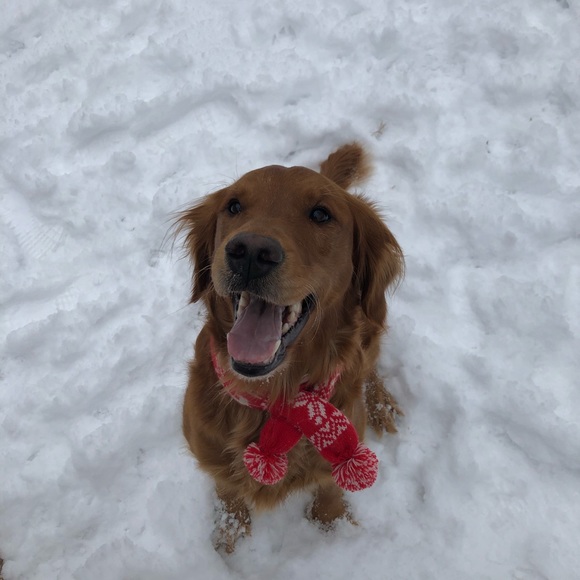 Meet your Posher, Ginger - Picture 1 of 1